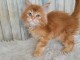Chaton Maine coon roux disponible 