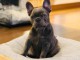 chiot bulldog fran&ccedil;ais a donner 