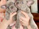 Adopter ensemble chiot bulldog francais 