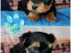 chiot Yorkshire m&acirc;le a donner 