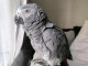 B&eacute;b&eacute; perroquet gris Gabon adopter 