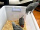 Perroquet gris Gabon adopter 