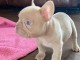 chiot bouledogue fran&ccedil;ais femelle a donner 