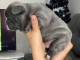 chiot bouledogue fran&ccedil;ais m&acirc;le disponible 