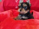 adorable chiot Yorkshire terrier 