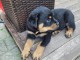 &Agrave; adopter chiot rottweiler disponible 