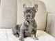 chiot bouledogue fran&ccedil;ais pour famille d