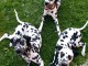 Chiot dalmatien &agrave; donner 