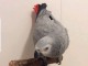 B&eacute;b&eacute; perroquet gris Gabon disponible 