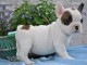 je donne chiot bouledogue fran&ccedil;ais 