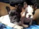 Adoption chiot bouledogue fran&ccedil;ais 