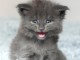 chaton Maine coon a donner 