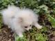 chiot spitz allemand a donner 