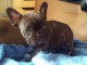 chiot bouledogue fran&ccedil;ais disponible 