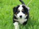 chiot berger australien femelle a donner 