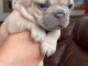 chiot bouledogue fran&ccedil;ais disponible 