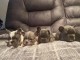 Dons chiot bouledogue fran&ccedil;ais disponible 