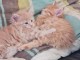 chaton Maine coon &agrave; donner 