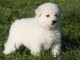 Magnifique chiot berger blanc suisse 