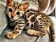 Adoption chatons Bengal disponible 
