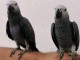 Adorable perroquet gris Gabon adopter 