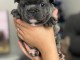 chiot bouledogue fran&ccedil;ais femelle 
