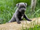 Je donne chiot staffie disponible 