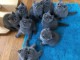 chaton chartreux disponible 