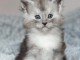 adorable chaton Maine coon 