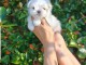 chiot bichon maltais m&acirc;le a donner 