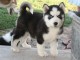 chiot pomsky femelle magnifique 