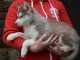 chiot husky sib&eacute;rien pour adoption 