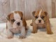 chiot bulldog anglais disponible 