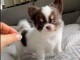 chiot chihuahua femelle a donner 