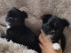 chiot chihuahua disponible pour adoption 