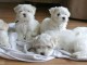 chiot bichon maltais m&acirc;le et femelle 
