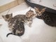 B&eacute;b&eacute; chaton Bengal disponible 