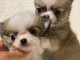 chiot chihuahua femelle a donner 
