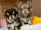 chiot chihuahua disponible 