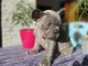 chiot bouledogue fran&ccedil;ais disponible pour compagnie 