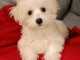 chiot bichon maltais m&acirc;le a donner 
