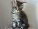chaton Maine coon adorable a donner 