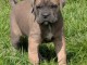 chiot Cane Corso lof m&acirc;le 