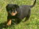 chiot rottweiler disponible a donner 