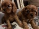 Chiot cavalier king charle a donner 