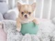 chiot chihuahua m&acirc;le a donner 