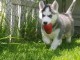 Je donne chiot husky sib&eacute;rien 