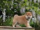 Chiot Shiba inu a donner 