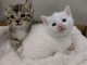 Chaton a donner disponible 