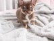 chiot chihuahua disponible 
